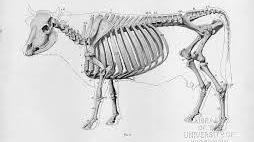 003-AG-ANATOMIA Y FISIOLOGIA ANIMAL