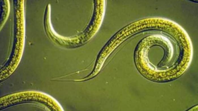 012-AG-ENFERMEDADES PARASITARIAS EN ANIMALES